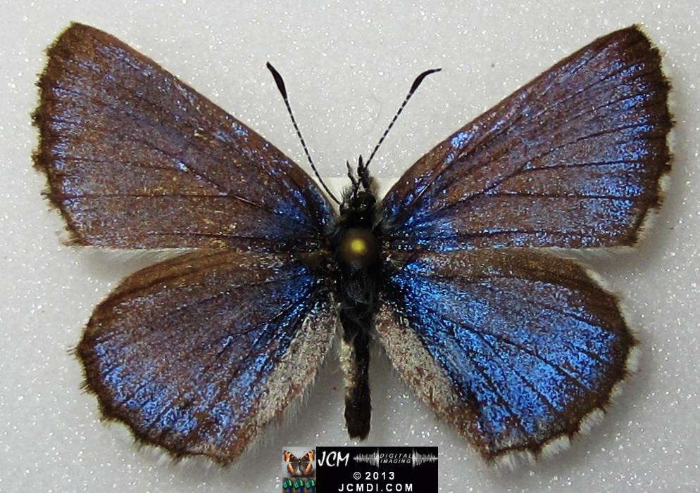 Glaucopsyche piasus (Arrowhead Blue Butterfly)